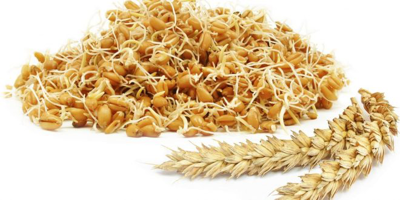 روغن جوانه گندم